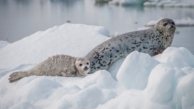 Spotted Seal (Phoca largha) mother and pup in Bering Sea